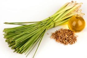 The scent of cleaning with Aromatherapy 3 fresh lemongrass plant and essential oil