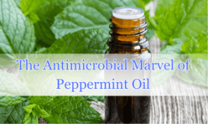 the antimicrobial marvels of peppermint oil all purpose cleaner