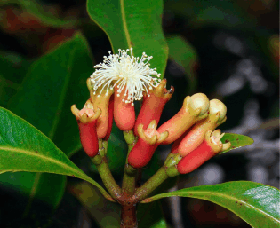 Clove Oil Mouth Rinse Relief for Toothaches