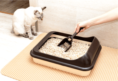 A cat and his litter box. How to get rid of the cat pee smell