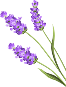 Lavender flower, cleaning your way to health and wellness