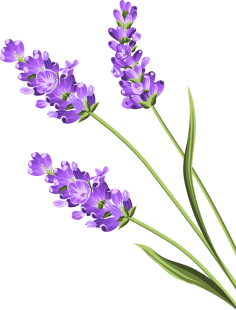 Lavender flower, family focused approach