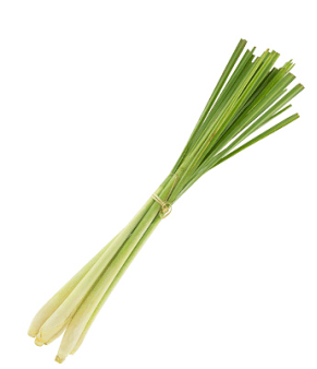 Lemongrass plant