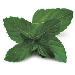peppermint plant, The Antimicrobial Marvel of Peppermint Oil