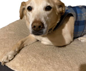 pet odor eliminator spray 11 How to get odors out of pet bedding?