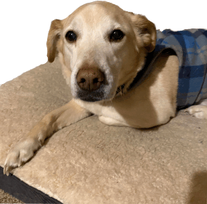 How to get odors out of pet bedding?