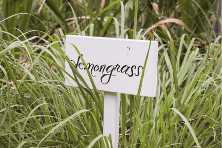 fresh lemongrass, lemongrass’s hidden talents against microbials