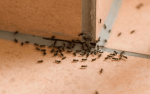 unwanted ant infestation