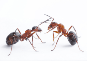 ants 2