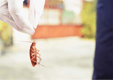 Flies and Cockroaches The Silent Disease Carriers