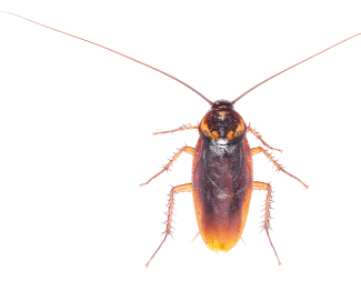 cockroach, Flies and Cockroaches: The Silent Disease Carriers