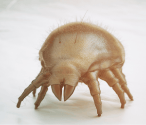 A Dust Mite