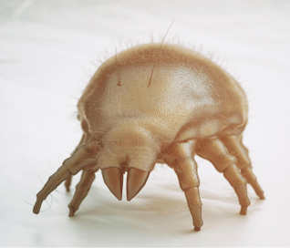 dust mite decimation all-natural cleaning