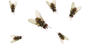 a group of flies, Flies and Cockroaches: The Silent Disease Carriers