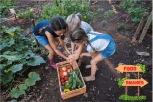 kids picking vegetable's from a snake free garden