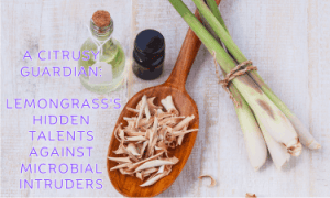 Fresh lemongrass, and lemongrass essential oil