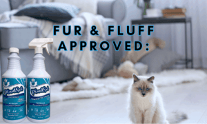 making your home safe for kids and pets 11 A beautiful indoor cat