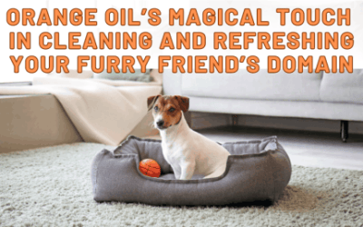 cleaning and refreshing your furry friends domain