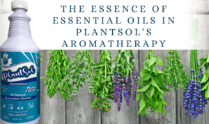 how essential oils kill bacteria with ease 3 Plants hanging upside down to dry to make aromatherapy oils
