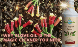 A beautiful display of fresh clove flowers laid on top of dried clove buds