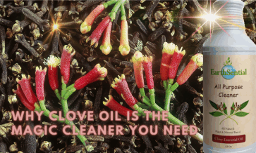 why clove oil is the magic cleaner you need