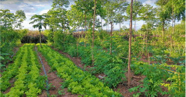 Agroforestry and Its Transformative Impact on Our World