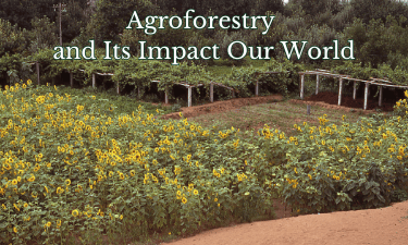 agroforestry and its impact our world