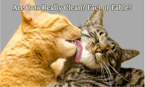 are cats really clean? fact or fable?