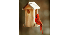 A cardinal sitting on the ledge of a hanging birdhouse, birdhouse cleaning tips