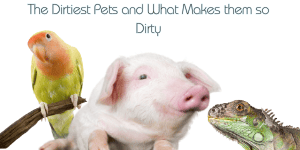 a bird, pig and a lizard the dirtiest pets you can have