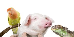 a pig,lizard and bird the dirtiest pets