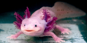 The quirkiest, cleanest, and most delightful pets