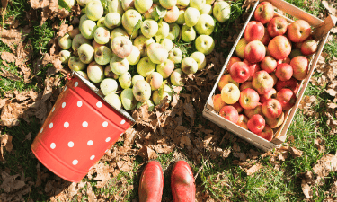 Apple Picking: A Magical Autumn Experience