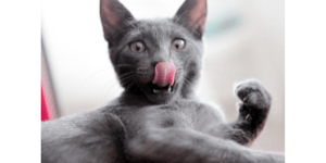 A silly cat with tongue out, Are Cats Really Clean? Fact or Fable?