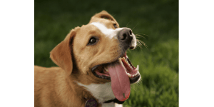 a dog with tongue hanging out, Debunking is a Dog’s Mouth Clean Myth