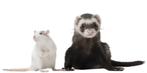 The Dirtiest Pets and What Makes them so Dirty