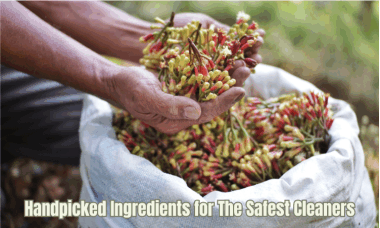 hand picking fresh clove buds