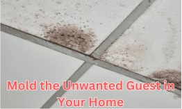 mold the unwanted guest in your home