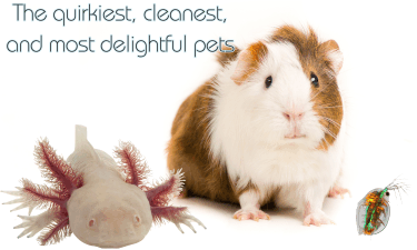 A guinea pig and a peculiar Axolotl