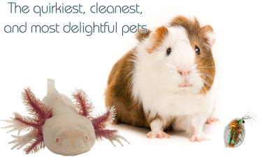 the quirkiest, cleanest, and most delightful pets