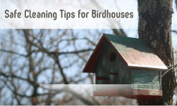 birdhouse cleaning tips for safety