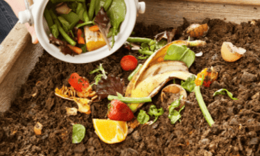 Starting a Compost Bin