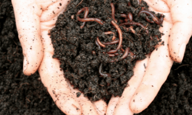 Starting a Compost Bin