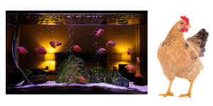 the dirtiest pets and what makes them so dirty