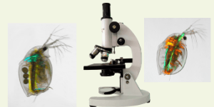 The quirkiest, cleanest, and most delightful pets