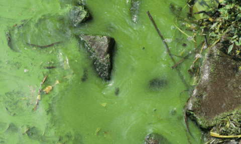 algea bloom, water pollution and traditional cleaners