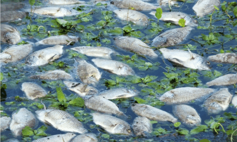 dead fish water pollution and traditional cleaners
