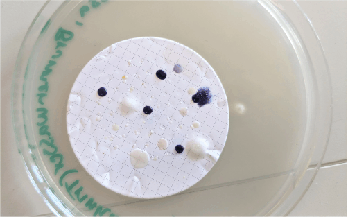 membrane filter on plate to identify bacteria