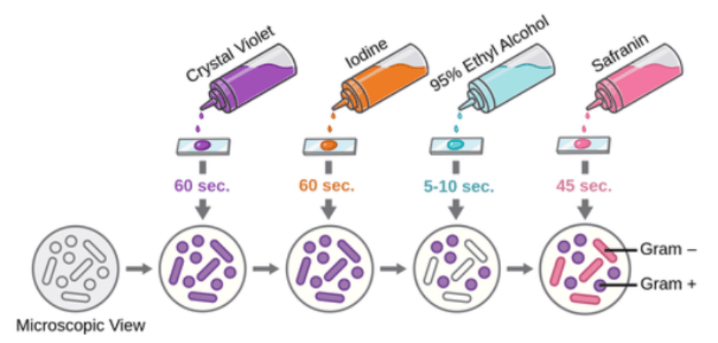 gram staining for bacteria indentication