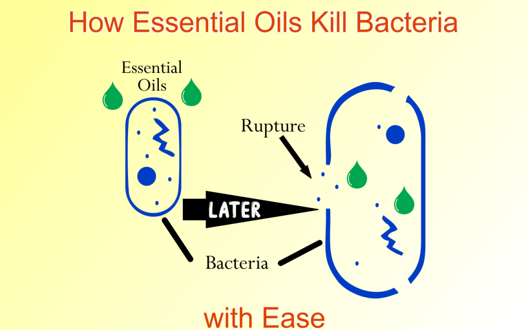 how essential oils kill bacteria with ease